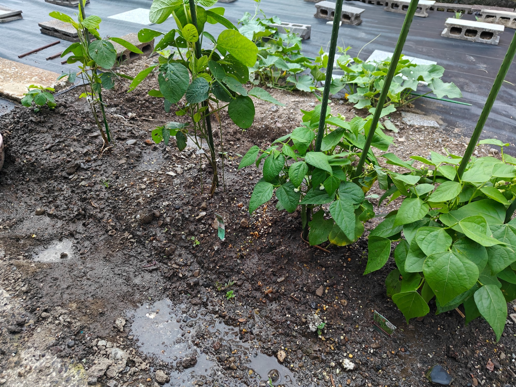 枝豆もすくすく成長してます！の画像