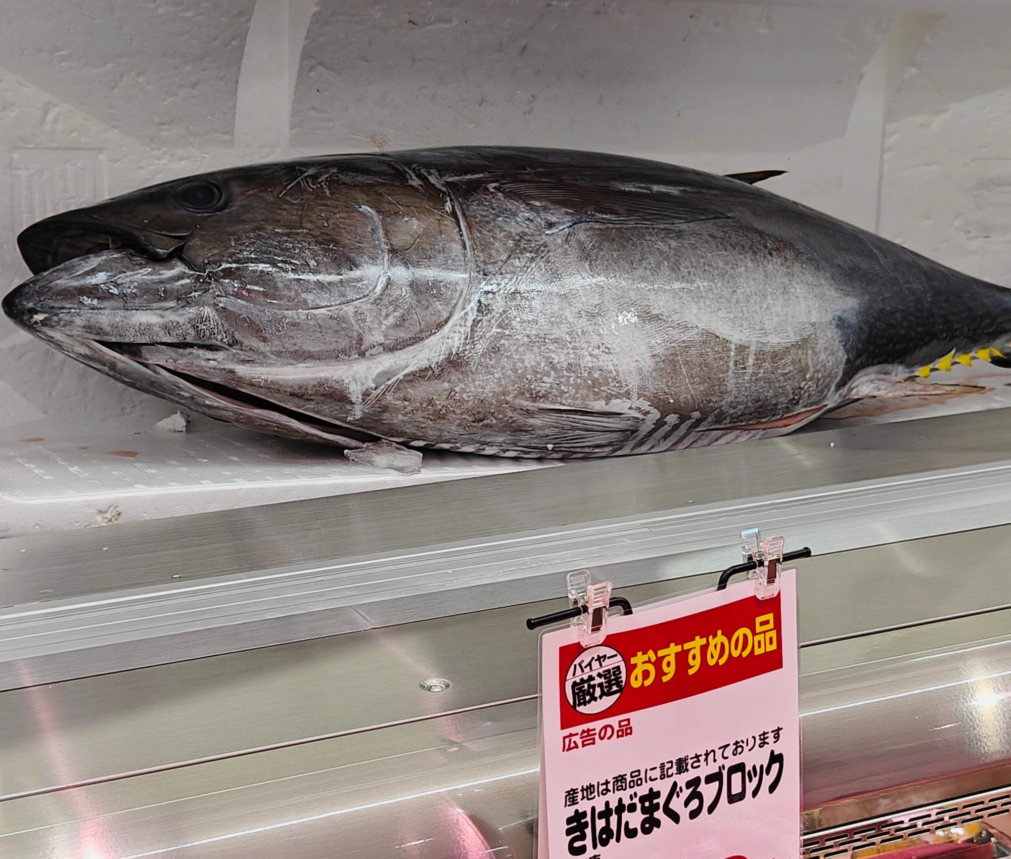 マグロは食べ過ぎ注意なんだってね！の画像