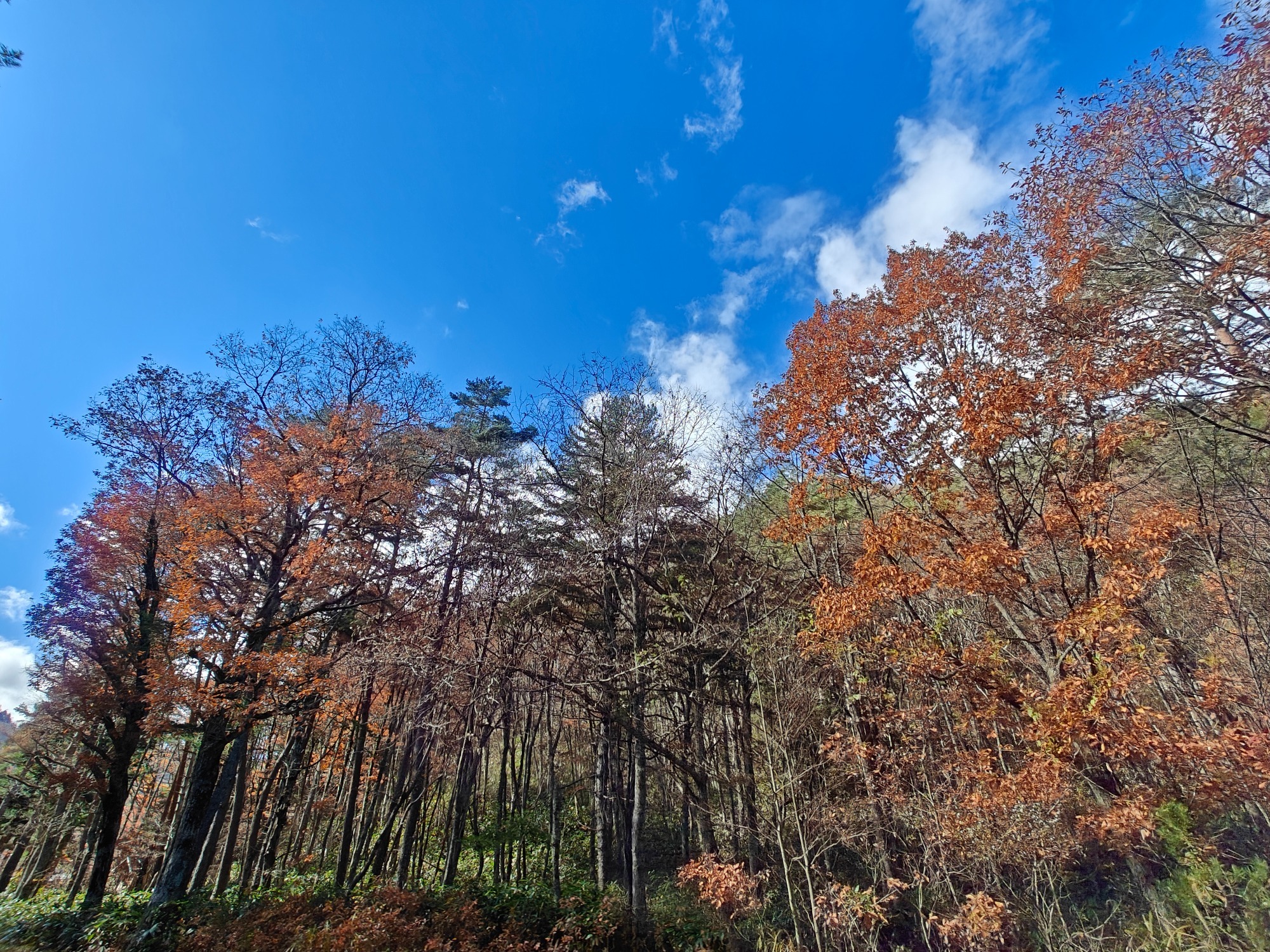 紅葉はせせらぎ街道の方がの画像