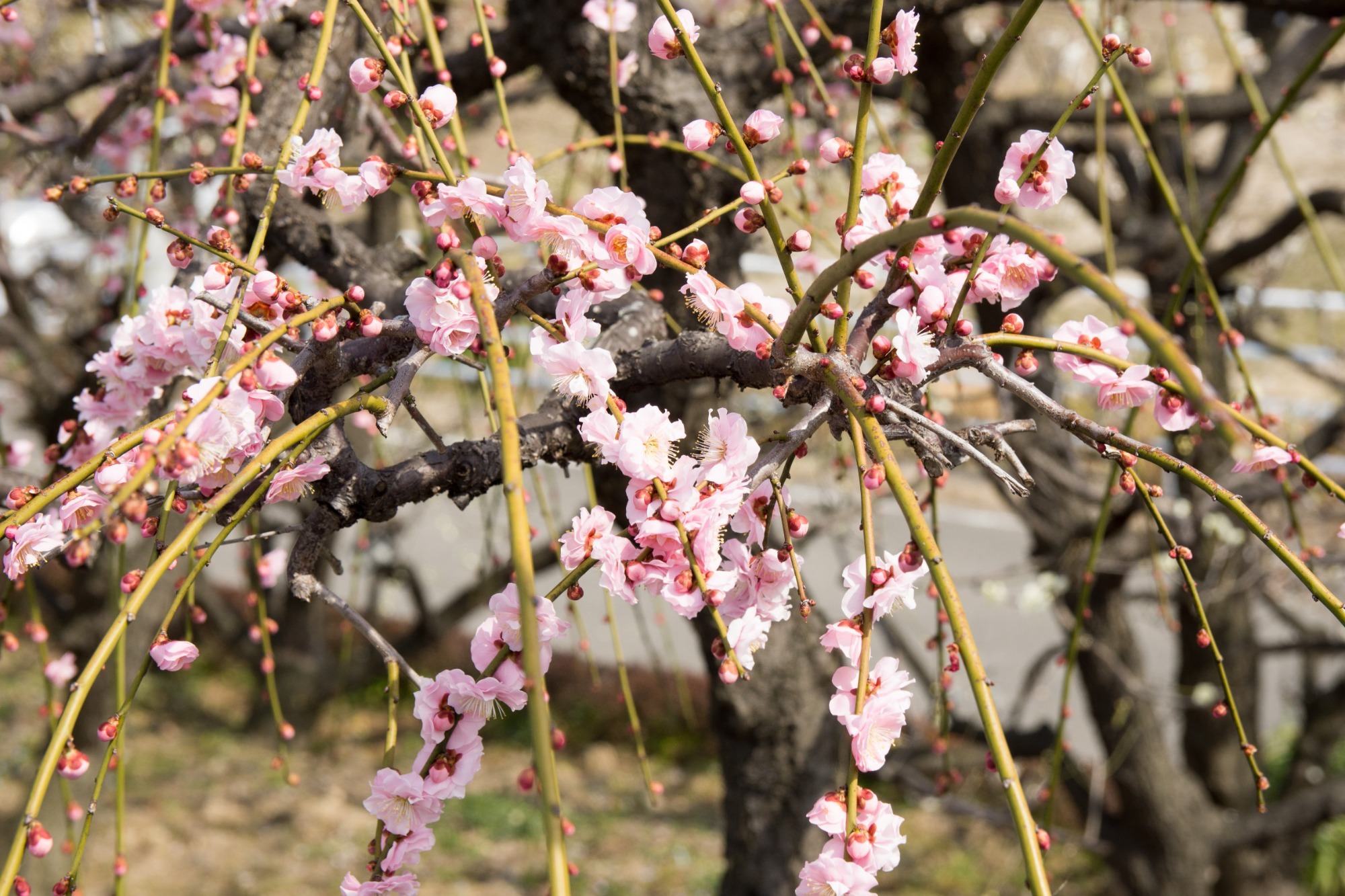 朝になりました！の画像