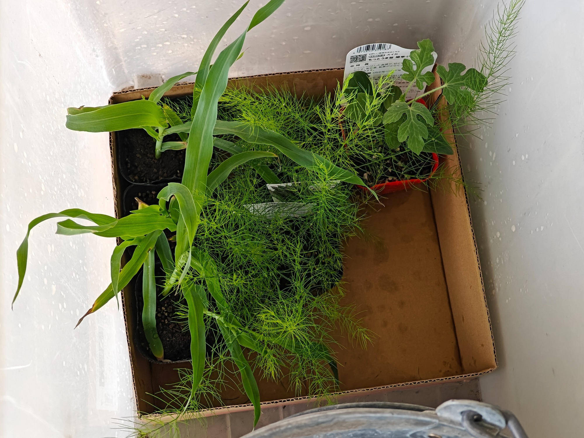 畑の準備しました！の画像