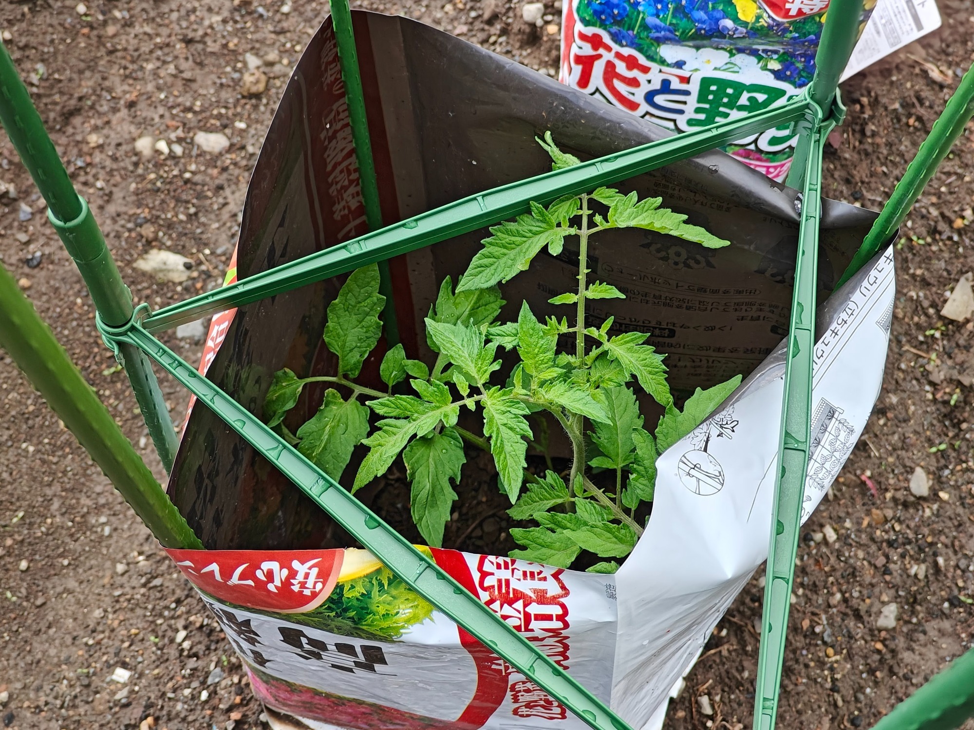 トマトは急成長中。の画像