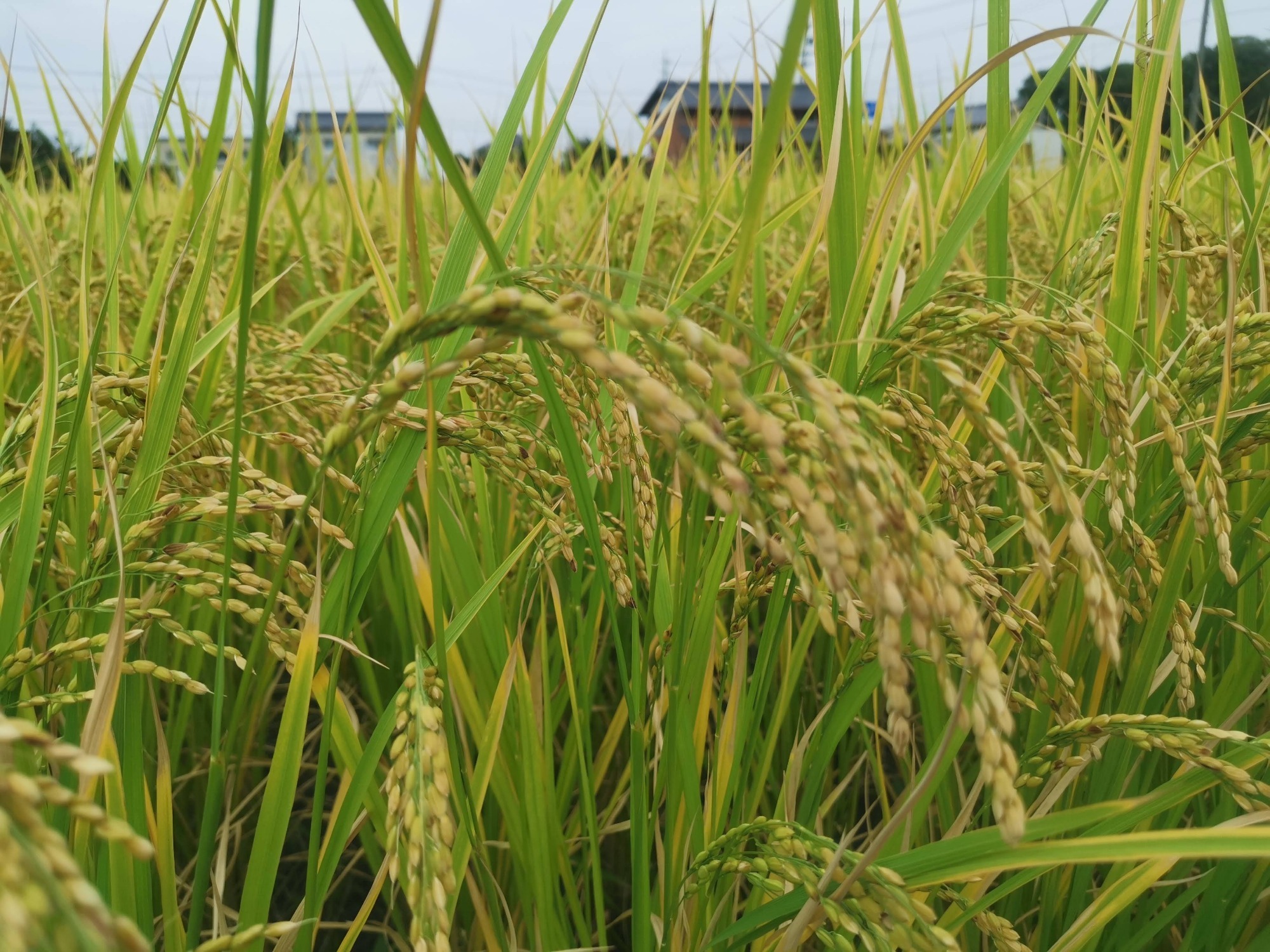 岐阜県でも備蓄米が発売され！の画像