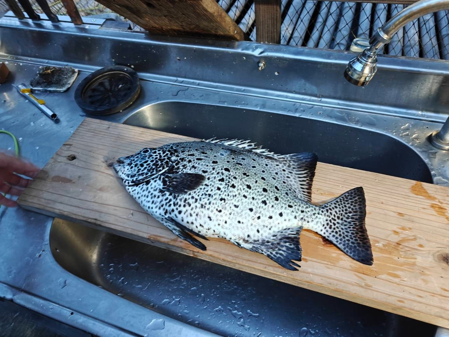 日本海ではシマダイ！の画像