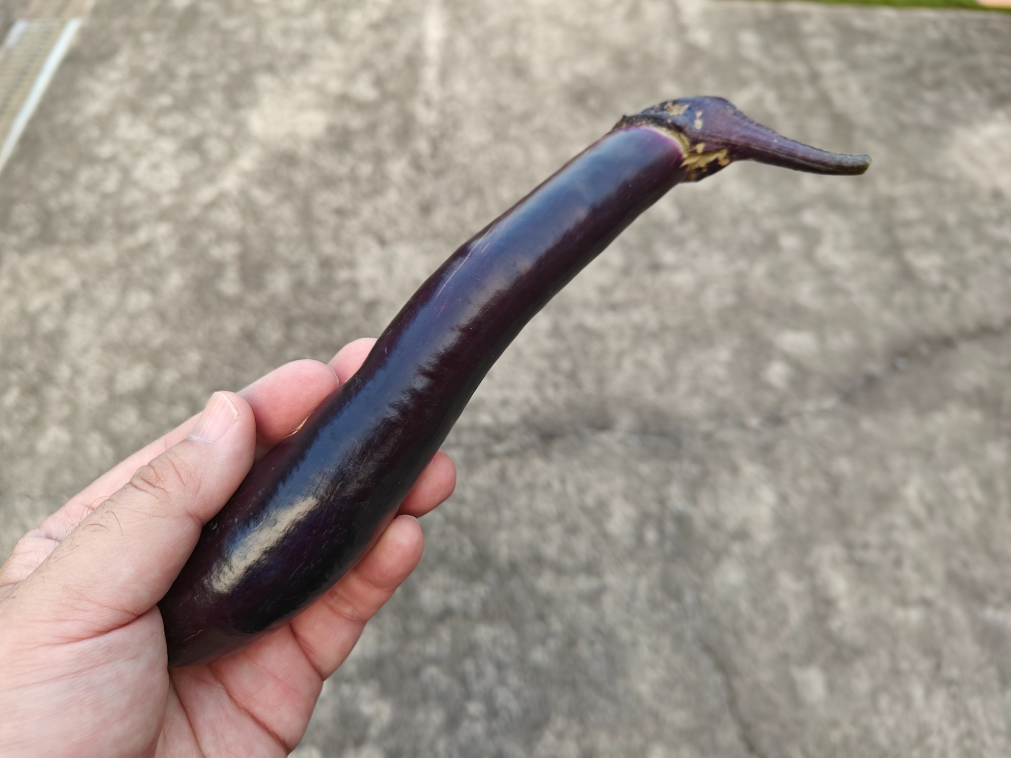 茄子を収穫しましたの画像