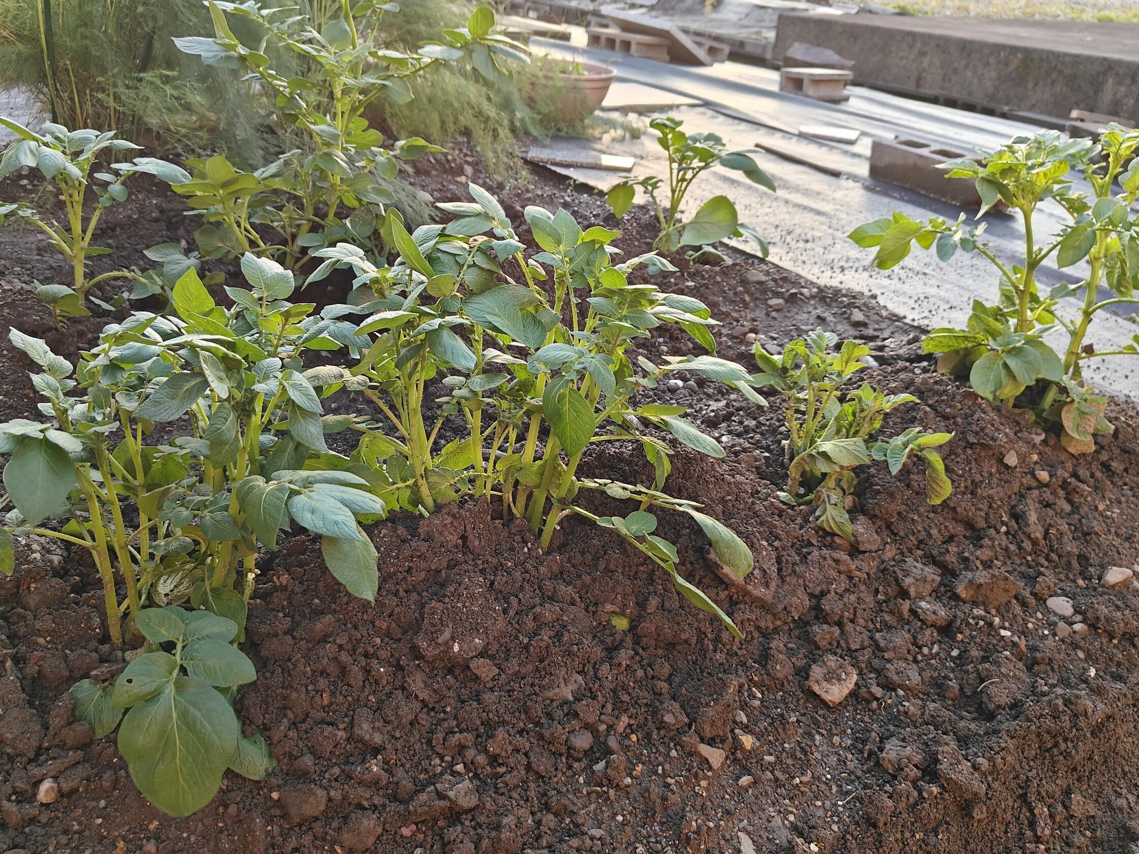 ジャガイモさん！の画像