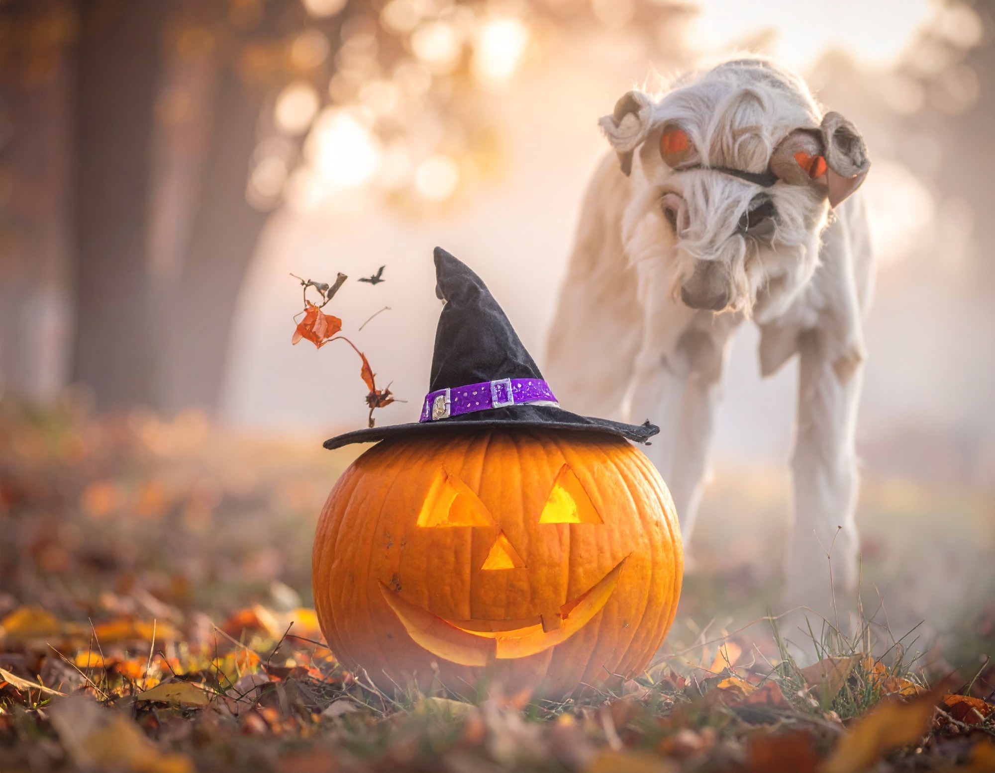 ハロウインらしいものを…の画像