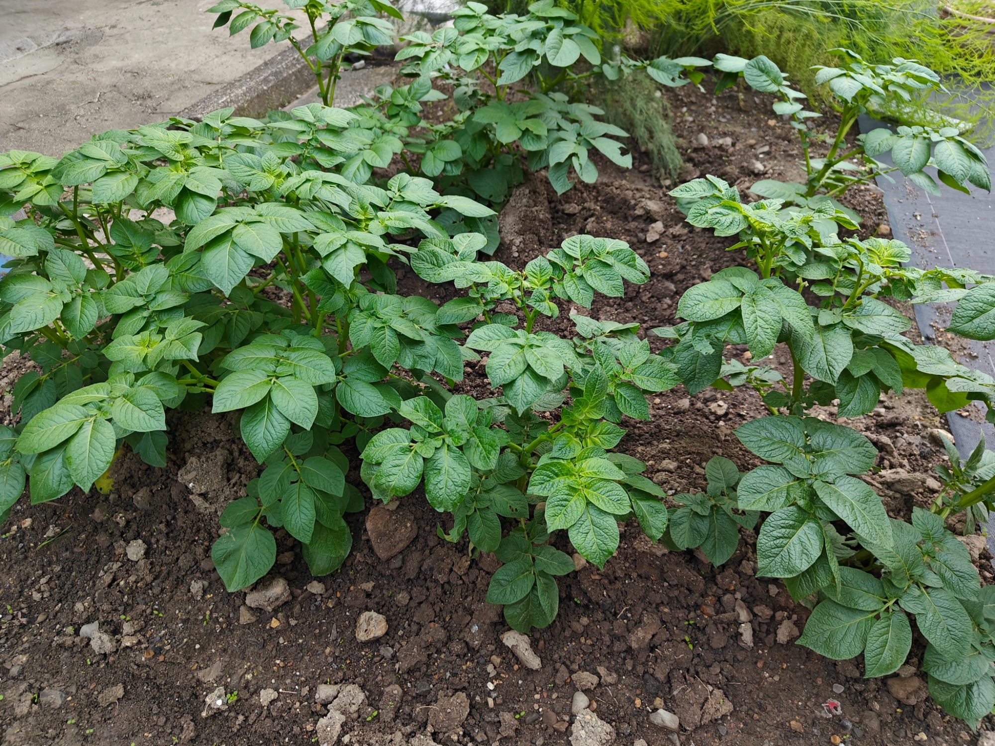 久しぶりのジャガイモさんの画像