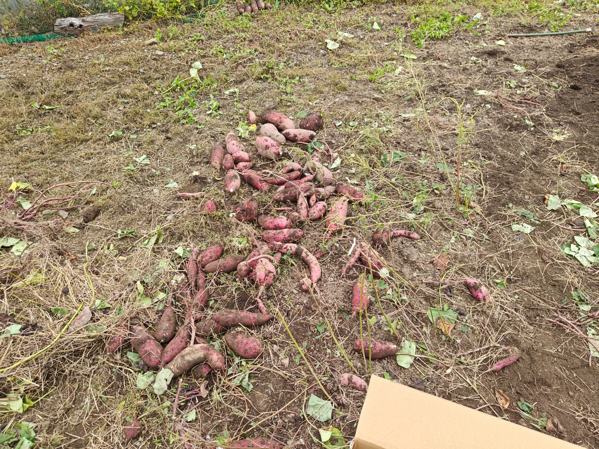 午後からはサツマイモ掘りの画像