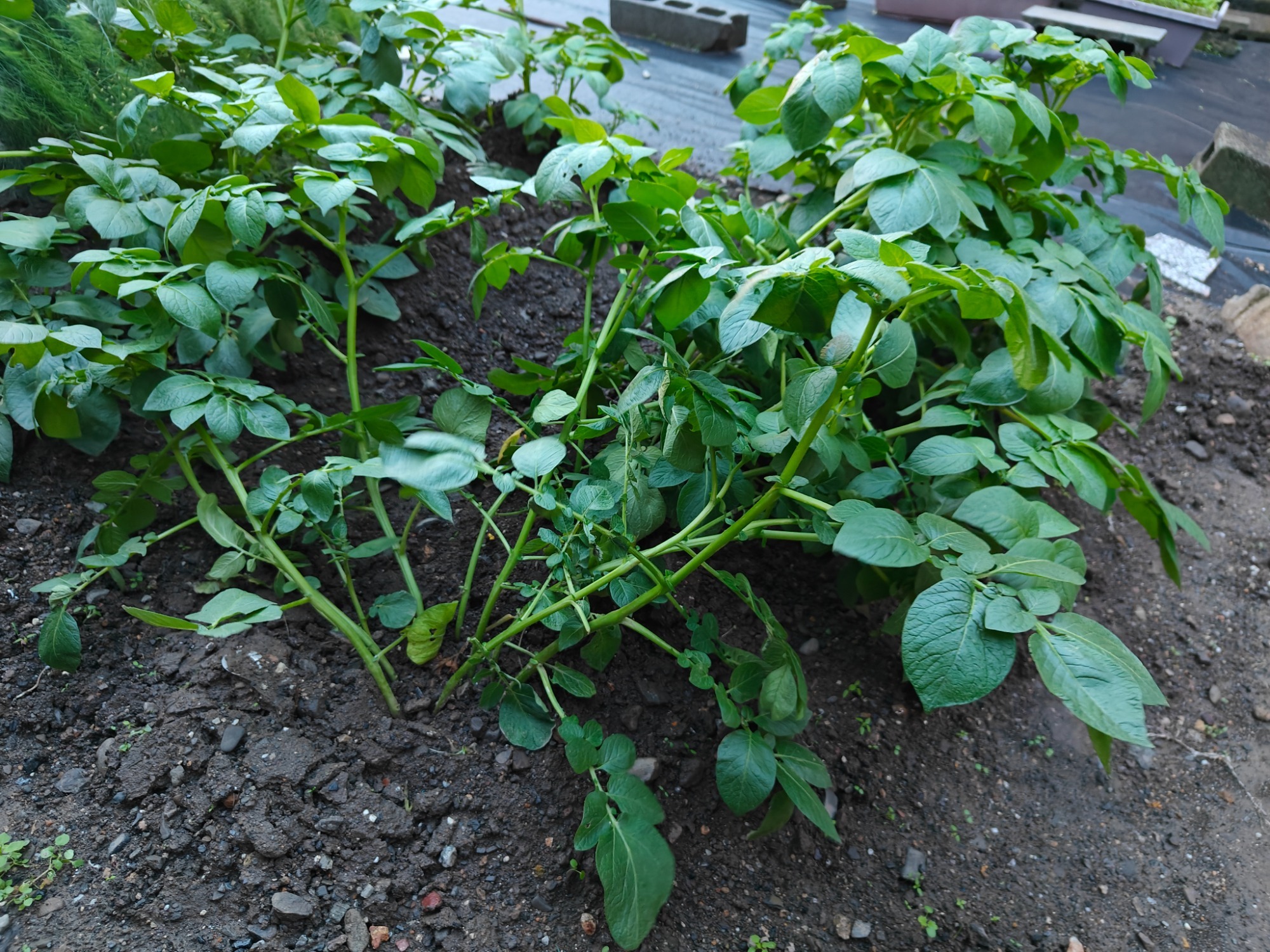 久しぶりに畑散歩の画像