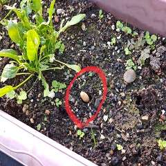 これなんだろう?の画像