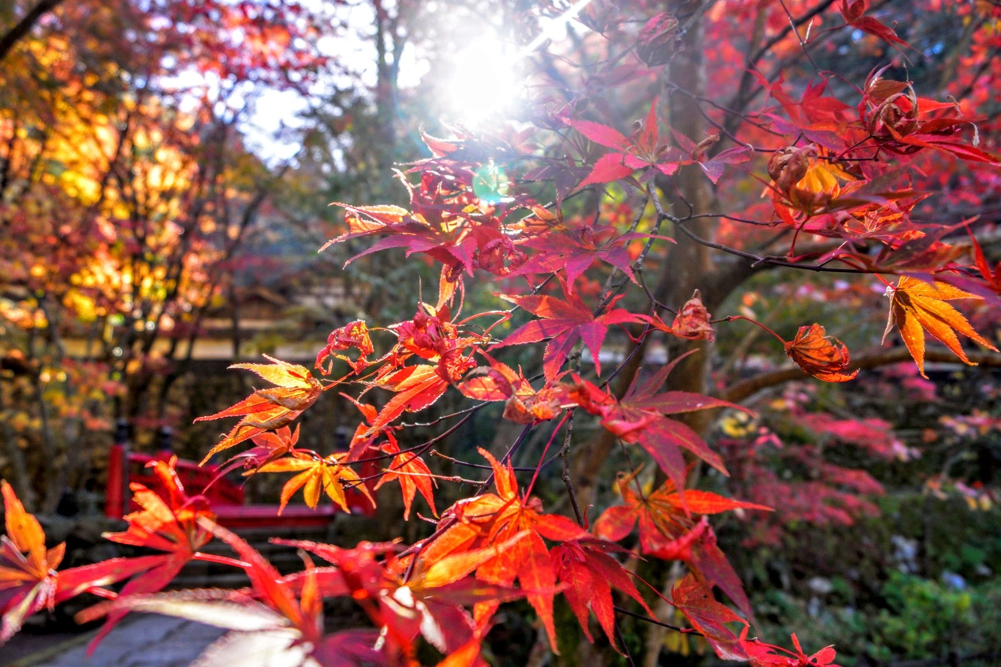 朝になりましたの画像
