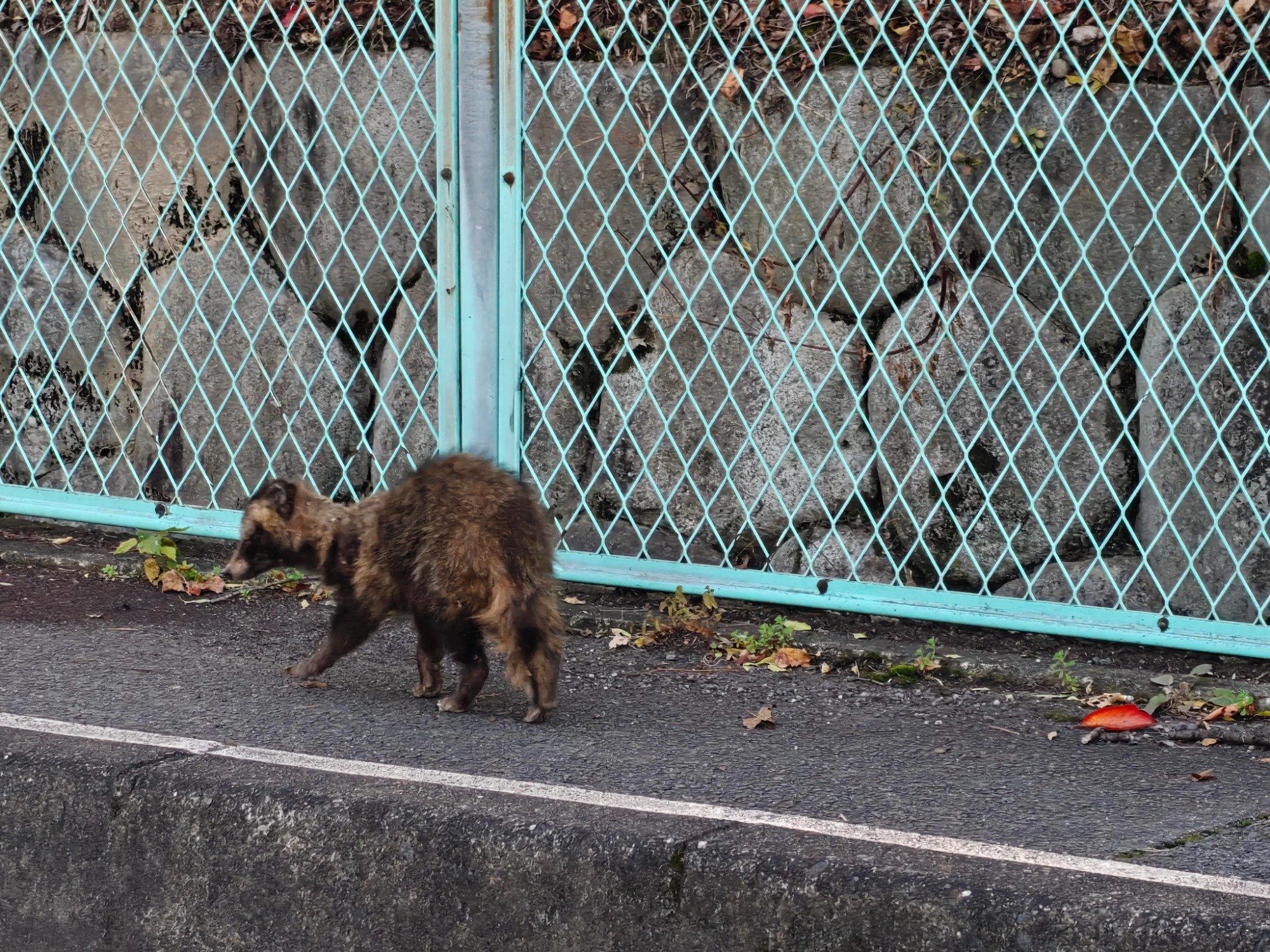 ダイソーの帰り道…の画像