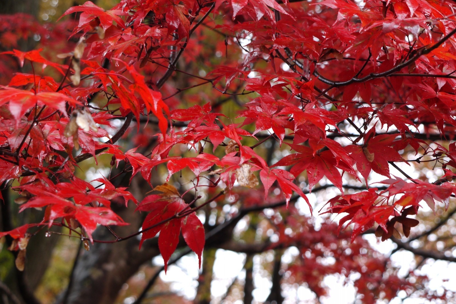 朝になりました！の画像